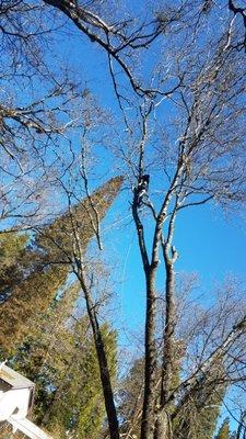 Oak removal over propane tank Redding ca