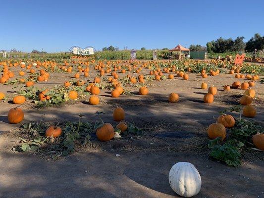 Pumpkin patch