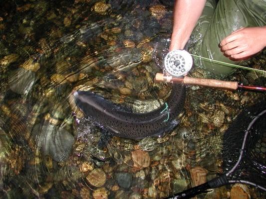 Trinity River Salmon on Fly Rod