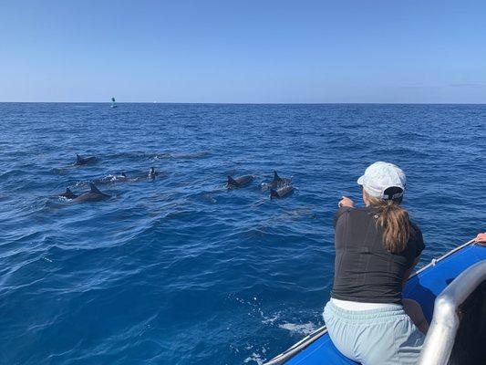 Hawaiian spinner dolphins on our Private tour