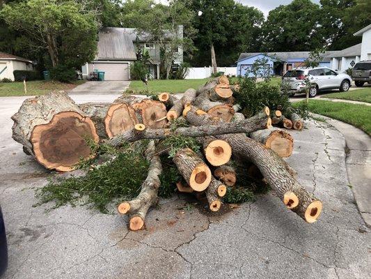 Remains of our giant Laurel Oak.