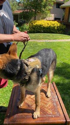 Clients, Joe/Raelyn, enrolled Jasmine, in our home-based, focus training option; (no contract/session-session)
Dogs learn best at home!