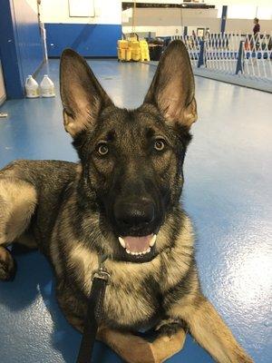 Toby waiting to join his Rally II class at TK9 Academy.