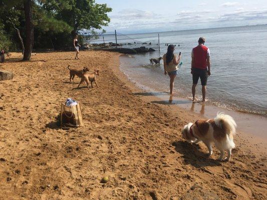 The size of the dog beach - small but not crowded for us. Other dogs were polite and kept to themselves.