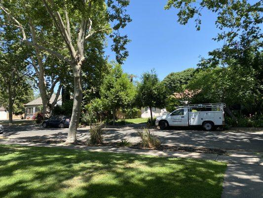 Trimmed Tree, spot where tree was removed