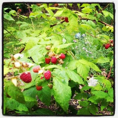 Raspberry bushes - they fruit in the early summer and fall.