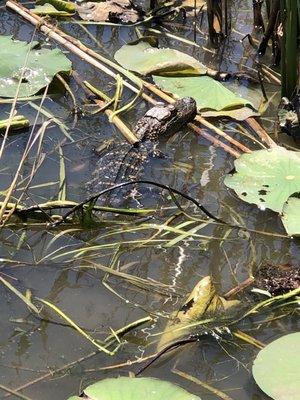 Toddler alligator ( estimated 3 years old)