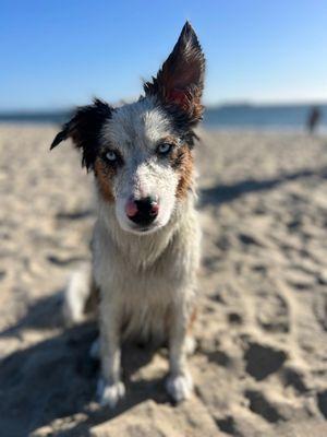 Rosie's Dog Beach