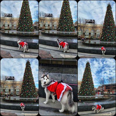 My fur baby with the christmas tree at the legends mall