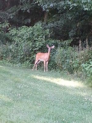 Deer on one of the holes