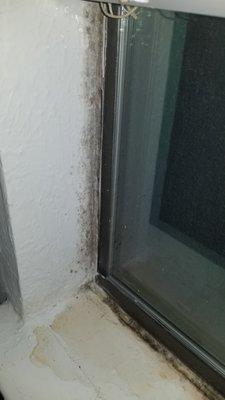 Mold issue in windows