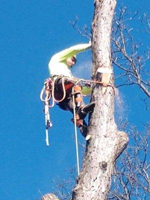 Removing a tree