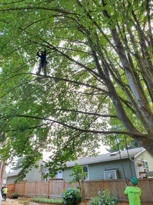 Spikeless pruning for tree preservation and ISA recommended pruning practices.