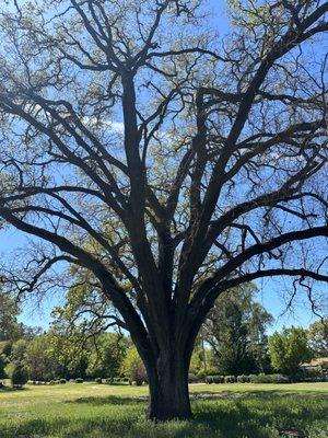 Valley oak in Atascadero. 72" diameter trunks!!!