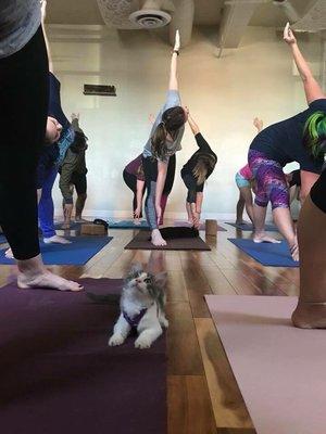 Cat yoga!