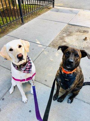 Group walks with buddies!