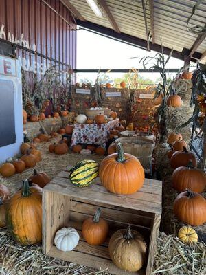 Pumpkins galore