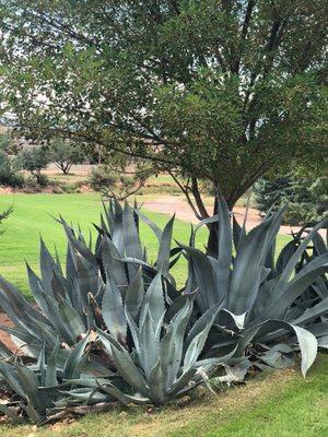 Perry's Agave grows wild in the area