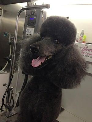 Sadie the Standard Poodle after her groom