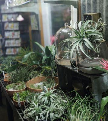 So many air plants!