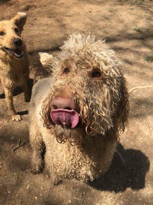 A day at the dog park