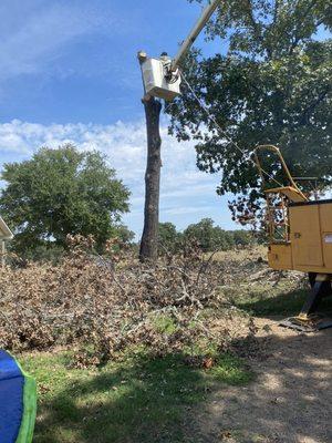 Tree service