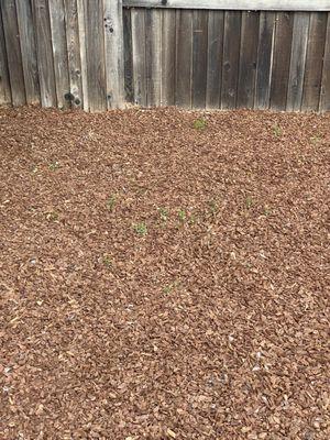 Weeds growing in backyard.