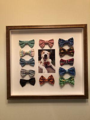 My beloved Buford and his bow tie collection! :)