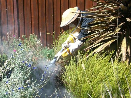 Yellow Jacket Nest Treatment