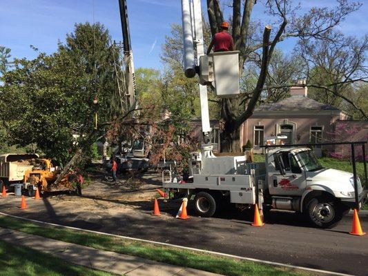 Safety first! Dave & Aaron Stang's Certified Tree Care is fully insured.