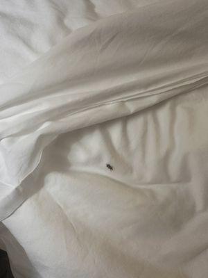 Bed bugs