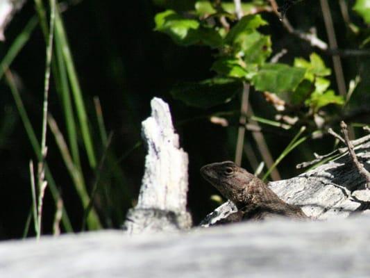 Western Fence Lizard