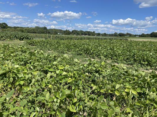 Beans and peppers