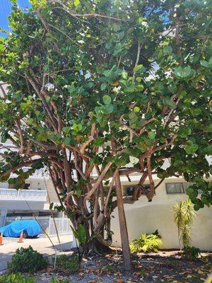 Tree in front of Dr. Sanjur's office in Miami Beach