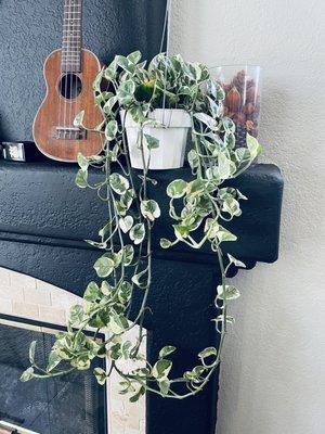 Pothos n'joy