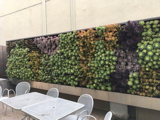 The huge succulent wall