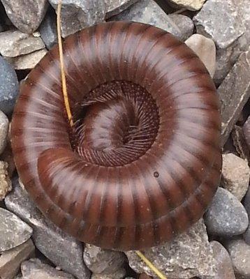 Millipede, not a pest and is harmless.