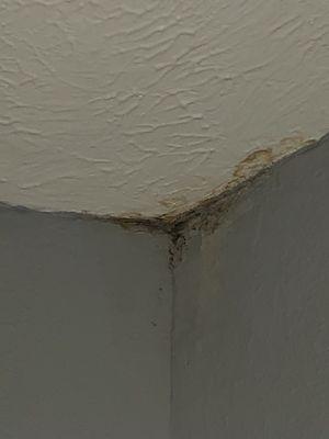 Mold in my daughters room