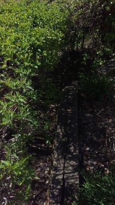 Rotted railroad ties around the patio - filled with ants. More dead bushes. Again, has been like this for years.