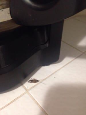 Cockroaches galore in Melroy Units