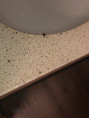 Photo of roach in bathroom