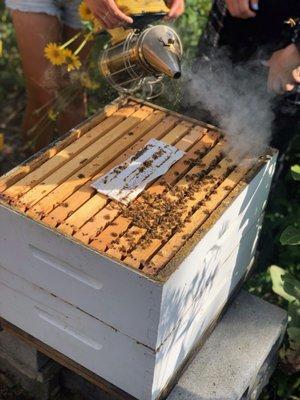 Honeybees in action.