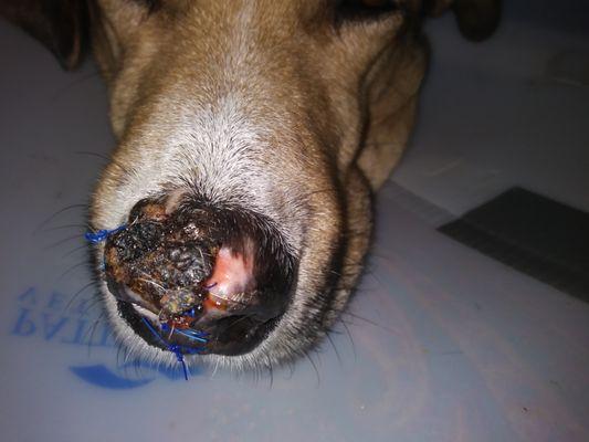 My digs nose from attack 16 days into healing