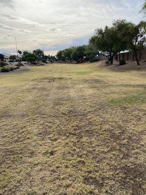 Dead grass in all the common area parks