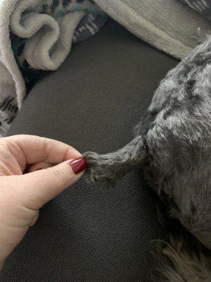 The entire end of his tail wasn't cut