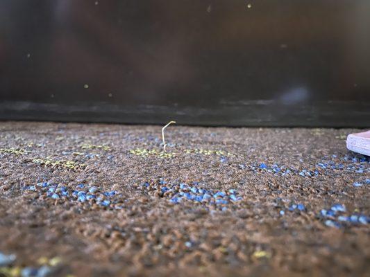 Carpet Staples popping through the floor sticking up