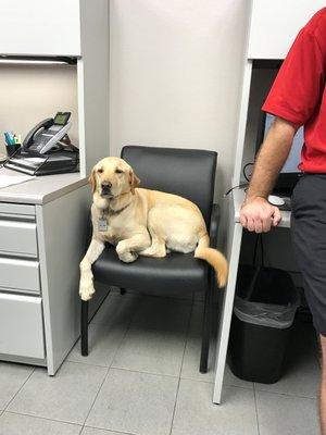 Our watch dog, Henri Ford.