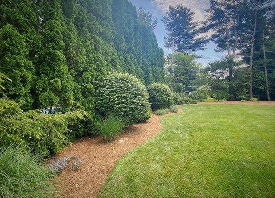 Pine Straw Mulch