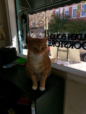 Bookstore cat!