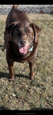 Si : lab loved Nail clipping at furrnellys 12/22/21